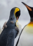 King preening 2