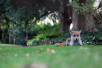 Urban Fox_Bristol_0240