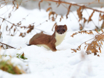 Stoat in the snow at Holme Marshes, Norfolk
