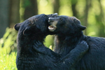 Black Bears wrestling, Minnesota, USA