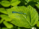 Azure Damselfly