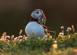 Atlantic Puffin