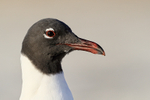 Laughing Gull head close view , Fort De Soto, Florida