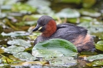 Little Grebe