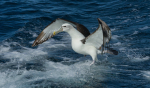 White-capped albatross landing