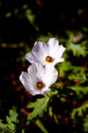 Poppy-7576