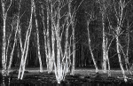 SPRING BIRCHES - BRUCE COUNTY