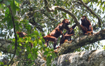 Howler Monkeys