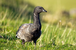 Brent Goose