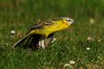 Channel Wagtail having a stretch at Farmoor