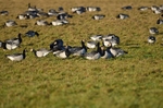 Barnacle Geese