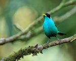 Green Honeycreeper (male) perched near feeder, Costa Rica