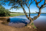 Kenfig Tree