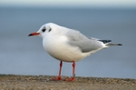 Black-headed Gull