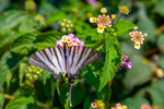 Zebra Swallowtail  Butterfly Protographium marcellus-2285