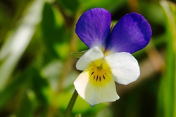 Viola