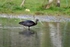 Glossy Ibis