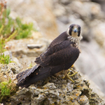 Peregrine (juvenile) on a cliff ledge