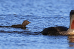 Red-throated Diver chick swimming fast to keep up with parent, Iceland
