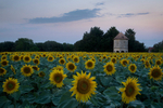 Sunflowers and pigeonnier.
