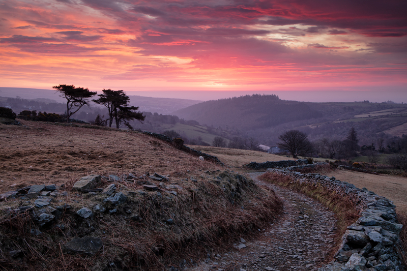 Up with the Lark