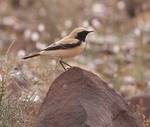 Desert Wheatear