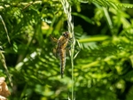 Four-spotted Chaser