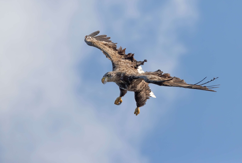 White Tailed Eagle - Isle of Mull - Scotland
