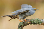 Cuckoo (male) taking off, Scotland