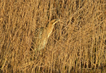 Bittern