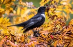 Male Ring Ouzel.