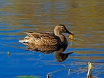 Mallard