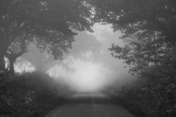 Mono Mist Trees portfolio