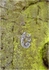 Gaerstones Lichen