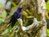 Violet Sabrewing (male) perched, La Paz Gardens, Costa Rica