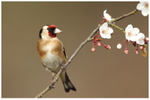 Gold Finch perched on Spring Blossom