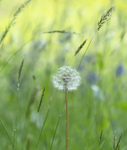 11th May Dandelion  Grasses