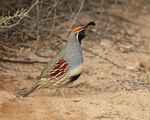 Gambel's Quail (male) upright stance, Bosque del Apache, New Mexico