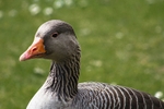 Greylag Goose