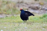 Black Grouse