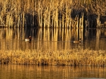 Red-crested Pochards