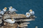Gannets