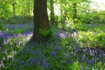 Bluebells in Houghall wood, Durham City   ref 5232