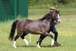 SIAL7661