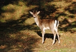 Fallow Deer