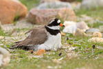 Ringed Plover sitting on a nest on the shore of Loch Indaal, Islay