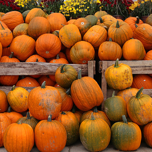 Autumn Festival