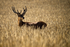 Red Deer - Farmland