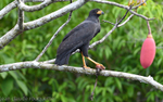 Great black hawk