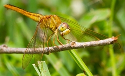 Dragonflies _0019